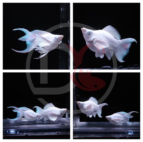 2pair molly platinum - 2pair,