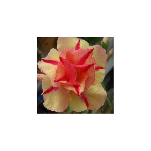 Jaruntong germinated - x,