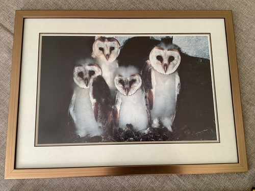 Framed barn owl trust print - barn,