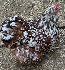 12+ Rare Breed Chicken Fertile