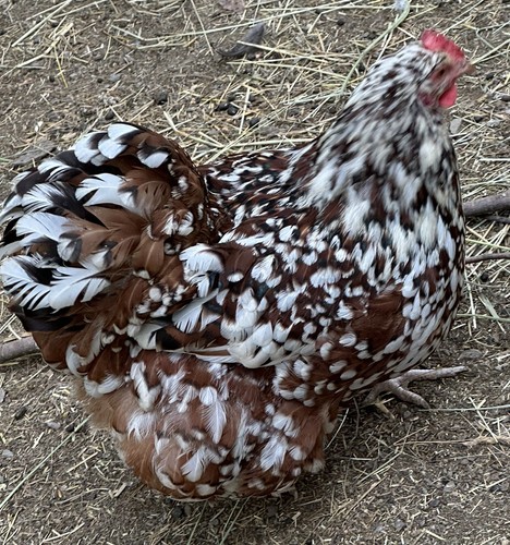 Rare breed chicken - rare,