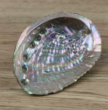 Abalone Shell Natural Large