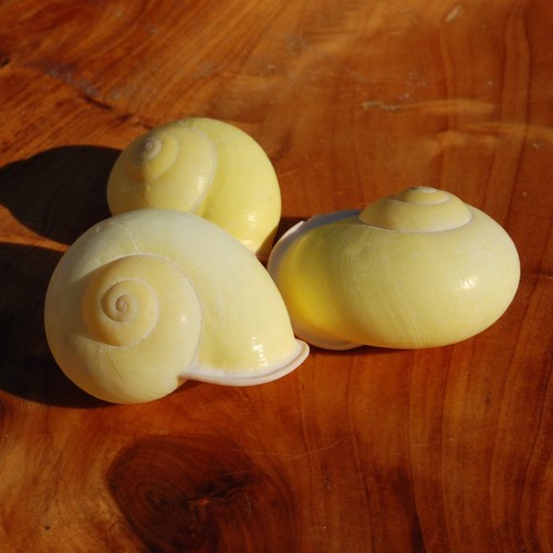 One yellow land snail - yellow,