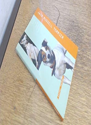 Jack russell terrier - jack,