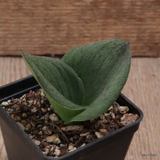 D7296 MASSONIA PUSTULATA