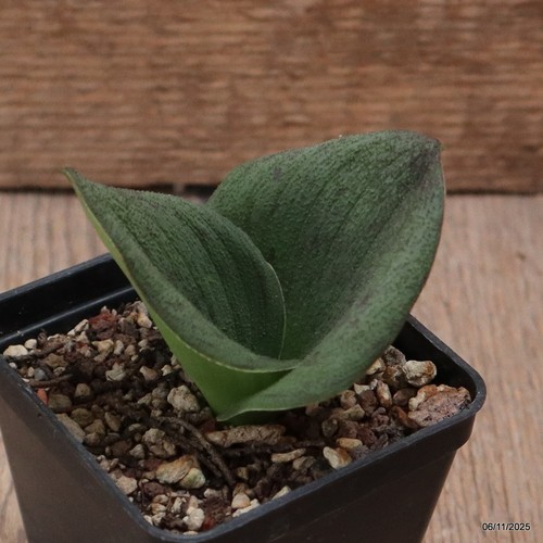 D7296 massonia pustulata - d7296,