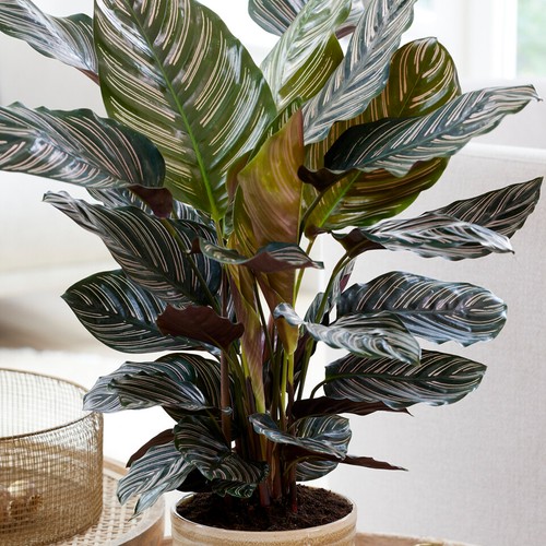 Calathea ornata large - calathea, indoor