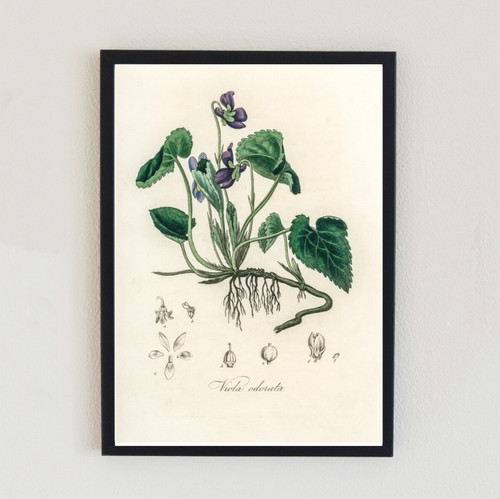 1836 vintage flower - vintage,