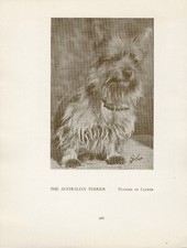AUSTRALIAN TERRIER OLD VINTAGE 1934 NAMED DOG SEPIA PRINT PAGE
