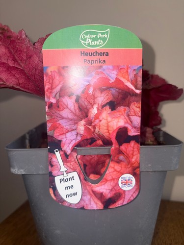 Heuchera paprika perennial - paprika, 2l