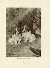 JACK RUSSELL FOX TERRIER PUPS