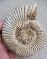 Fossil Ammonite (Perisphinctes
