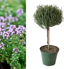 Thyme Lollipop Tree in 14cm