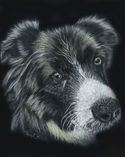 Border Collie Pet Portrait on