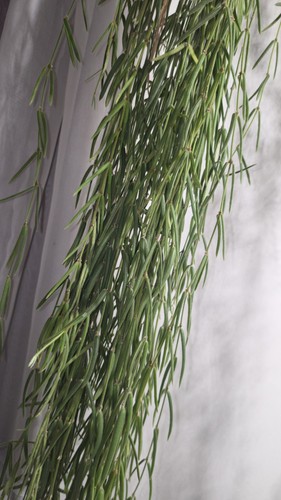 Hoya linearis wax - linearis, plant'