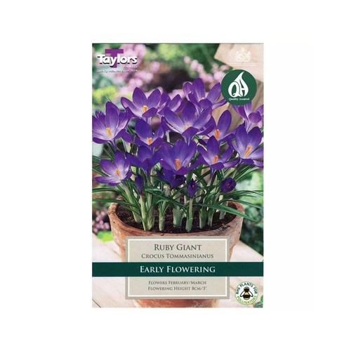 Taylors ruby giant - taylors, crocus