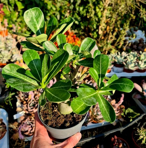 Adenium obesum desert - adenium,