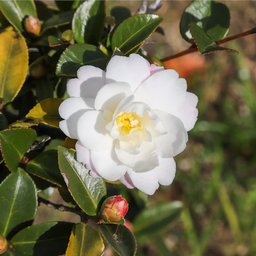Camellia japonica white zwan - camellia,