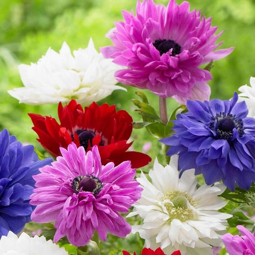 Anemone brigid mixed - brigid,