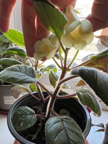 Sinningia conspicua unrooted - sinningia,