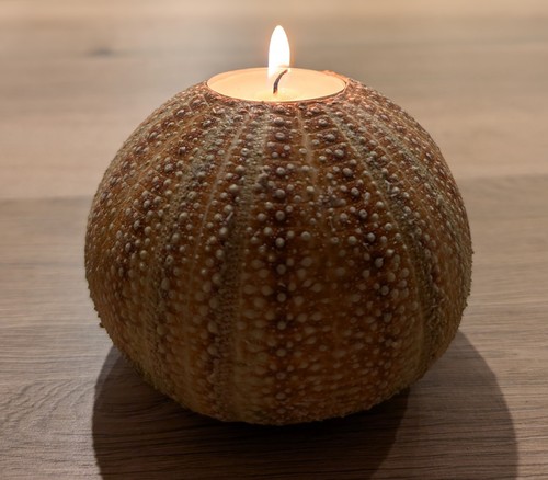 Sea urchin tea light candle - sea,