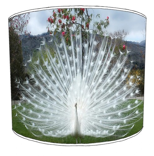 Peacock feathers lampshades - feathers,