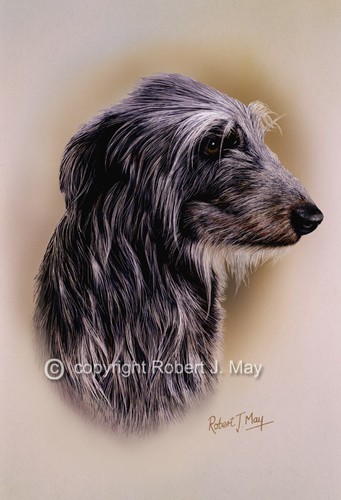 Scottish deerhound print - scottish,