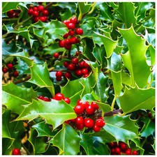 50 Common Holly Hedging