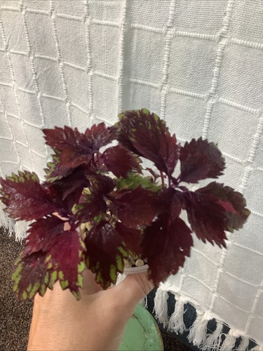 Stunning rare coleus stained - stunning,