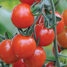 Tomato sweet aperitif - 'sweet,