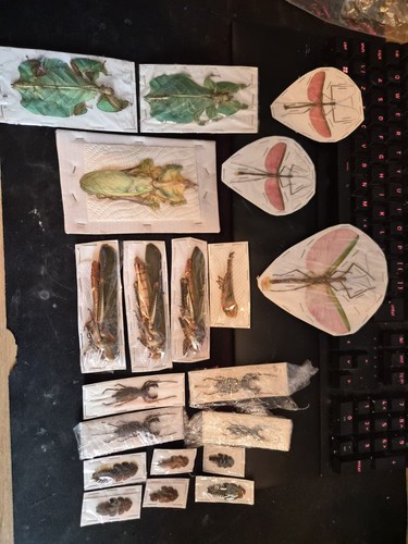 Pack taxidermy insect - 20,