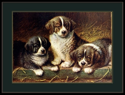 English print poster saint - print,