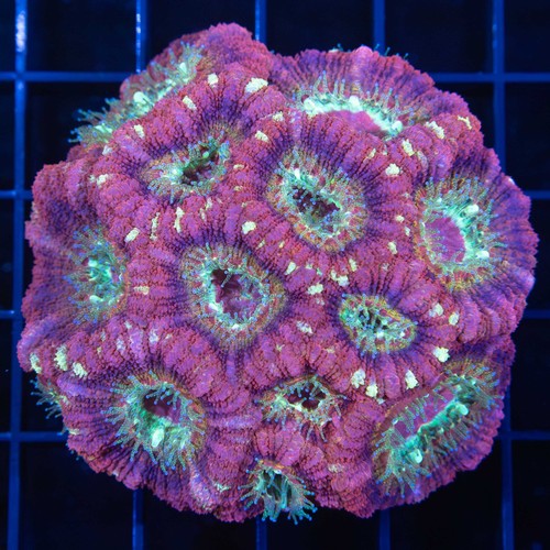 Rainbow asian acan colony - rainbow,