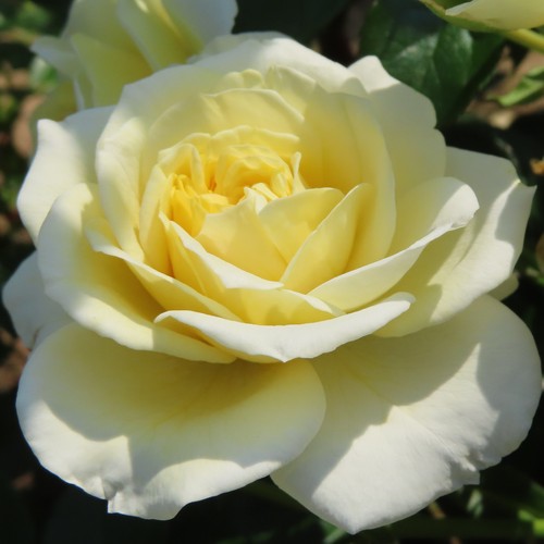 Dear brother 5lt potted - dear,