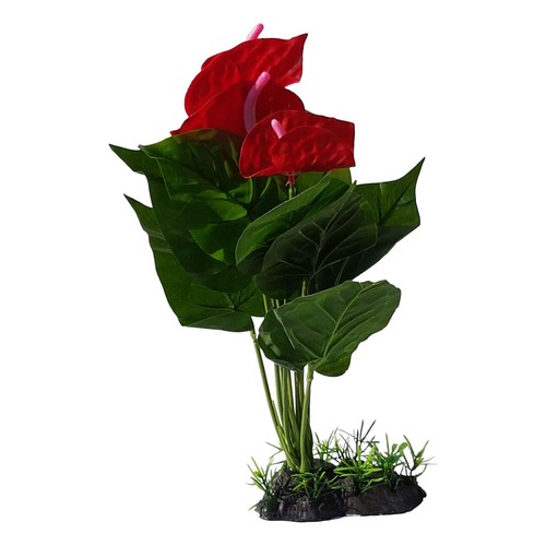Red anthurium aquarium plant - aquarium,