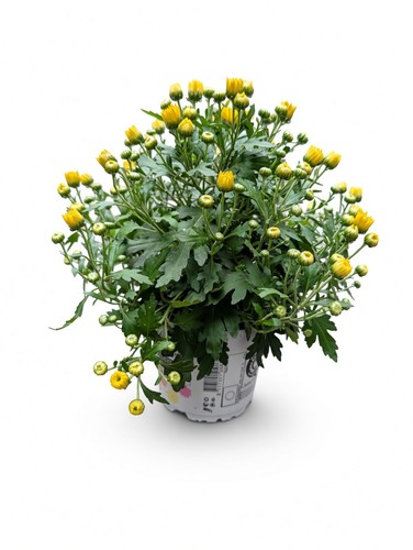 Yellow chrysanthemum plant - chrysanthemum, in
