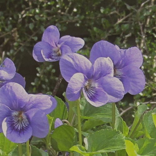 Viola riviniana wild dog - 6x,