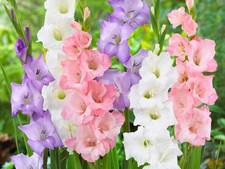 32 x Gladioli Pastel Mixed
