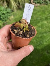 Venus Fly Trap, Dionaea