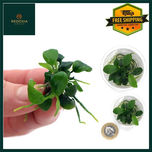 Anubias nana petite live - nana,