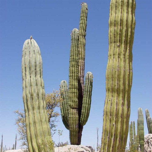 Pachycereus pringlei 15 - pringlei,