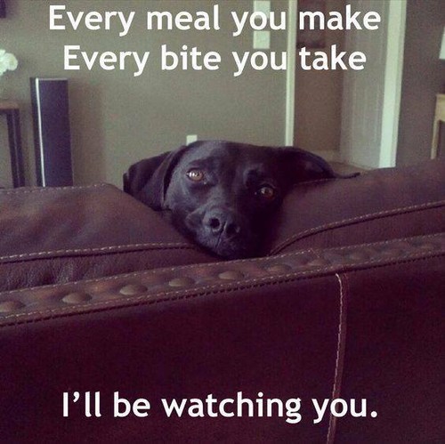 Funny labrador dog - labrador,