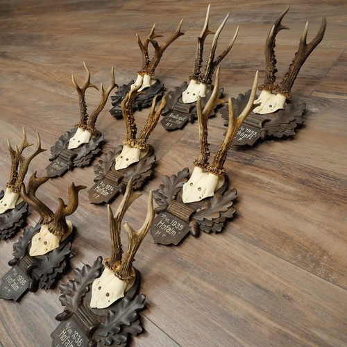 Used roe deer antlers buck - used,