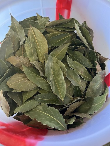 Organic bay leaves dried - leaves,