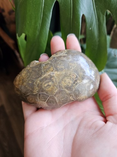 Extra large fossilised - large, coral