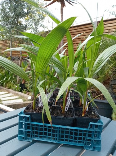 Washingtonia robusta mexican - washingtonia,