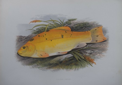 Fish golden tench - -,