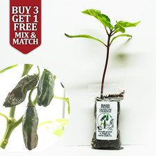 Machu Picchu RARE Chilli