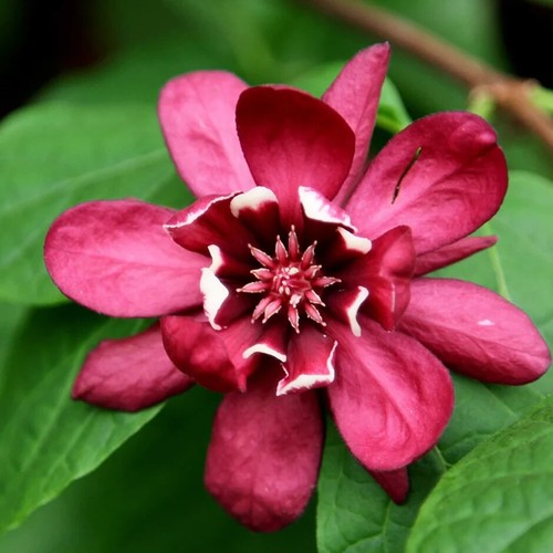 Sinocalycanthus hartage wine - hartage,