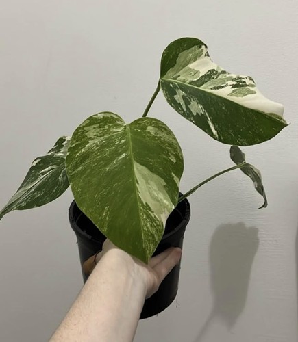 Leaf monstera albo - monstera, rare